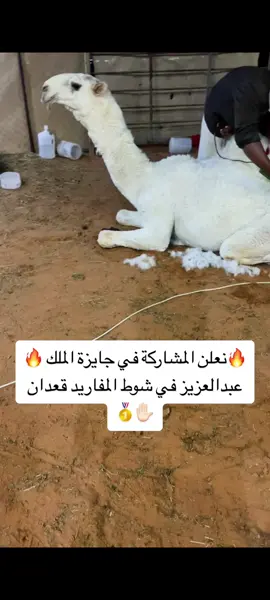 #المزاين #مفاريد #وضح #فردي #الصياهد #ثامر #مطير 