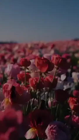 #oops_alhamdulelah #الشيخ_عبد_الحي_آل_قمبر #دعاء #explore #foryoupage #fypシ #اكسبلور #عالم_تيك_توك #اللهم_صل_على_محمد_وآل_محمد #اللهم_عجل_لوليك_الفرج 