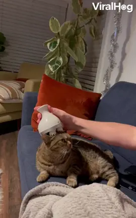 This cat's facial reactions to her new massager are adorable ♥🐈💆 #viralhog #feelgood #cat #humor
