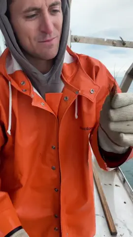 Some might say he’s average. We don’t catch many small lobsters because our trap wire is 1.5”. Most the small ones fall out on the way up. This is one of the smallest ones we’ve caught! #lobster #fishing #lobstertok #lobsterfishing #maine #seafood #fy #fyp #commercialfishing #coolcatch #ocean #interesting #