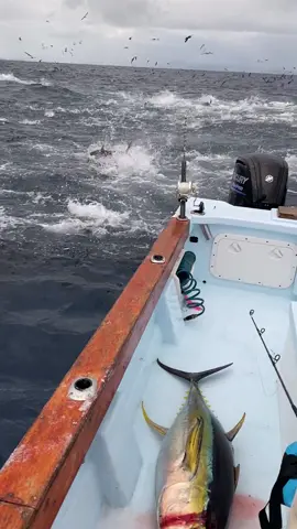 INSANE!! Tuna running MAD!! Anyone seen anything like this before?  #fishing #fish #fishinglife #bluewater #nature  #fishingislife #angler #fiji #fisherman #fishingtrip #tuna #fishingaddict #bigfish  #saltwaterfishing #fishingdaily #fishon #sea #bluewatertherapy #aclassic