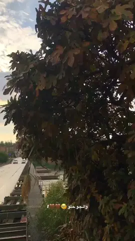 ۿسۃ شنو 🤎؟#fyp 