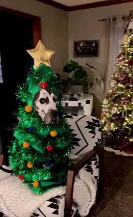 #christmasdog #pets #dogs #dogsincostumes #christmas #holidayspirit #dogsoftok #dogsincostumes #funny #viralpets 