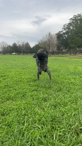 Shh ma I’m huntin #fy #foryou #gspoftheday #germanshorthairedpointer #gsppuppy #birddog #tiktokchallege 