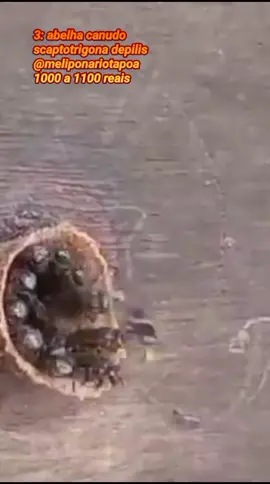 As 5 abelhas sem ferrão mais caras da Meliponicultura #abelhasemferrao #apicultura #StumbleWheels #meliponicultura #abelhas #tiktok #curiosidades 
