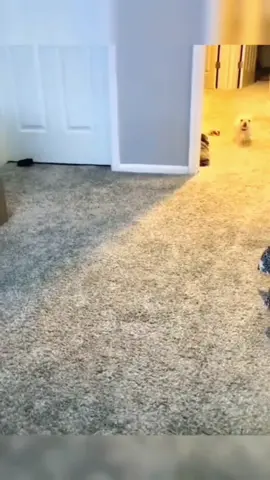 funny video#cute #pets #funnypets #fypシ #fyp #foryou #funnyvideos #funnyanimals #funnydog #dog 