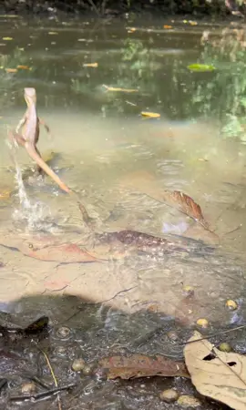 Lizard running on water!🦎🏃‍♂️💨  I didn’t think I would ever see this but today was the day! 🤯 #jesuslizard #lizardsoftiktok #panama #unbelievable 