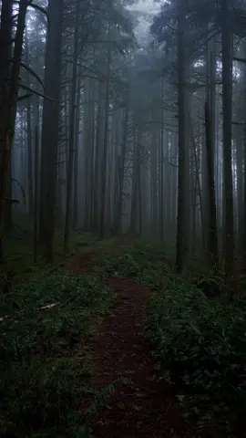 30 days of forests | Episode 1  The forest is my therapy, and I know that not everyone has the privilege of experiencing one each day. I hope these videos will help ground you, provide a few seconds of calm, and give you a breath of fresh air when you’re unable to get out there yourself. 