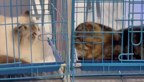 Cutie,let me ttouch #cat #catsoftiktok #exoticshorthaircat #ragdollcat #exoticpets