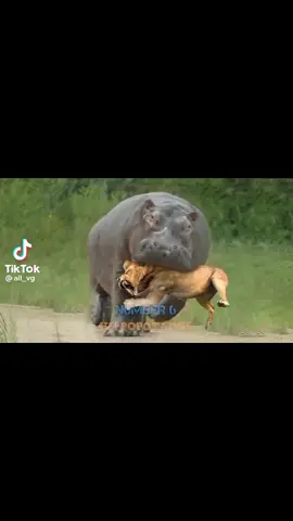 saw this and had to repost it never seen hippos move like this it's like their track star with all that agility #hippo #mostdangerousanimal #hippopotamus 
