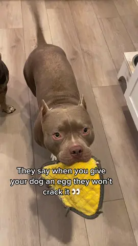 Kilo absolutely killed the egg 😂🤷🏻‍♀️ #dogeggchallenge #giveyourdoganegg #fyp #fypシ #foryou #foryourpage #foryoupage #foryoupageviral #americanbully #americanbullyofficial #bully #pocketbully #abkc #abkcpocket #abkcpocketbully #dogsoftiktok #cutedogs #cutedogsoftiktok #funnydog #funnydogsoftiktok #kilo #handsomeboy #egg #asmr #asmrvideo #fail 