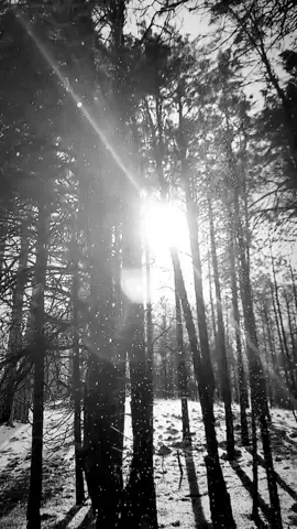 #snow #dreamy #yaelnaim #flagstaff #slowmotion #blackandwhite #forest #pines #pinetrees #snowfall #fyp #foryou #tiktok #trending #explore #explorepage #arizona #arizonacheck #mountaingirl 