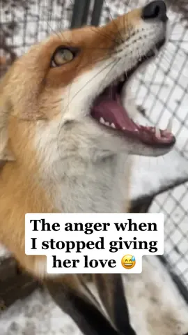 Your daily dose of chaos from my Queen Porsha✨  #wildliferescue #wildliferehab #foxsanctuary #wolfdog #wolfsanctuary #redfox #arcticfox #babyfox #furfarm #furfarmrescue 