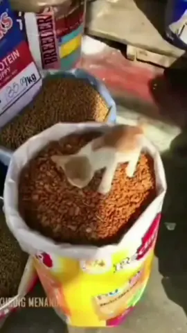 The cat eats.🤔#funny #Minecraft #cat #tiktok