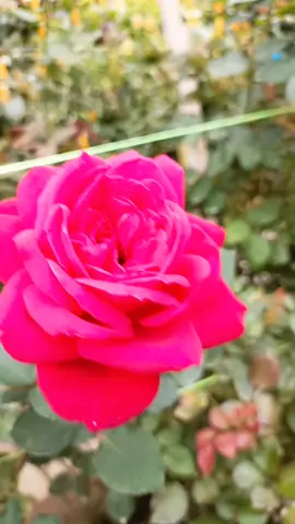 roja poo#blesings❤️🙏😇👌💕 #holidaymodeactivated #PepsiNutmegMY #fypシ゚viral 