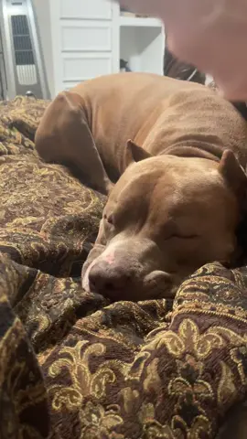 Zeus was dead asleep until he smelled ice cream! #pitbull #strawberryicecream #fyp #pitbullsoftiktok #zeuspitbull #pittiesoftiktok 