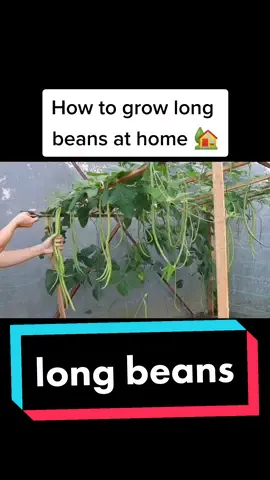 How to grow long beansat home . Grow long beans in plastic basket #howto #planttiktok #gardening #howtotiktok #fypシ #recycling #beans #beanstiktok 