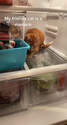 #orangecat #catsoftikttok #tiktokcats #animalsoftiktok #PetsOfTikTok #viraltiktok #fyp #tiktok 