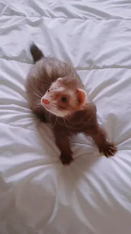 😅🙃🤪 #ferret #ferretsoftiktok #crazy #animal #funnyvideos 
