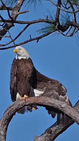 Gagahnya burung #elang 