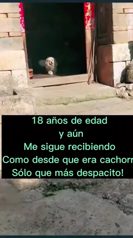 🥺🥺🥺❤️#perroscallejeros #perrosfelices #perritosquesabencosas #perritosviejitos #dogsoftiktok #firulais🐕🐕 #adulto #familiatokers #pasaeltiempo #perronavideño 