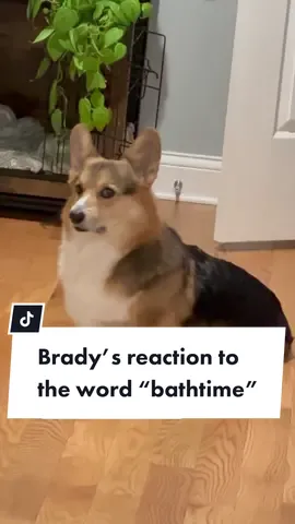 The funny thing is that I actually think Brady likes baths because all the attention is on him. He’ll forever be dramatic about it though 😅❤️🛁.  #funnydog #dogbath #dogreaction #corgi #fypシ 