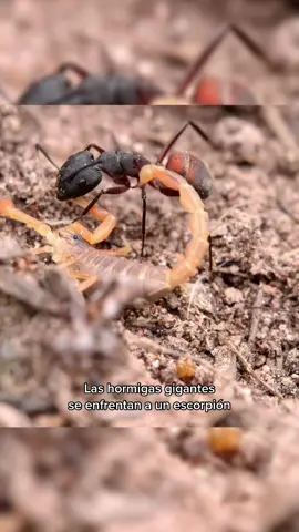 Hormigas vs escorpión #fyp #curiosidades #foryou #ciencia #naturaleza #pelea #guerra #hormigas 