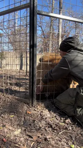 Thanos loves and kisses are the best. Even if it is 20 degrees outside.  #thanos #lion #hugs #socold #sogood 