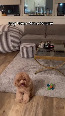 mama gotta have a life too Jody #minipoodle #redminipoodle #doghomealone #dogsitting #DogTraining #doghousetrained #dogmom #blackpeoplepets #dogtreats #barktreats 