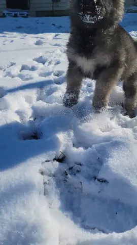 Alaskan Shepherd playing in the snow #alaskanshepherd #alaskanmalamute #germanshepherd #malamutegermanshepherdmix #puppy #puppyinsnow #alaskanpuppy  #fyp #fypシ #Theodore #TheodoreTheAlaskanShepherd #theodoreoimoen 
