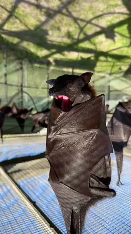 big yawn #bats #lubeebats #cute 