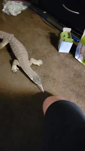 I made friends with a real life dragon. (this is my pet) #monitorlizard #lizard #reptiles #dragon #raptor #komodo #gecko #cat #exoticpets #trainedprofessional 