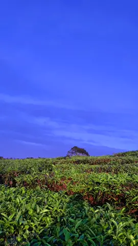 Vibes Pagi Ini. Indah Sekali.  kuy liburan ke Pagaralam #pagaralam #dempo #pagaralambesemah #viral #gunungdempo 