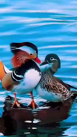 #动物 Mandarin duck playing in the water戏水鸳鸯#动物奇遇记 #动物奇观 