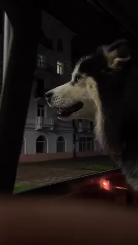i really like a night drive with my dog.. #night #car #dog ##fyp 