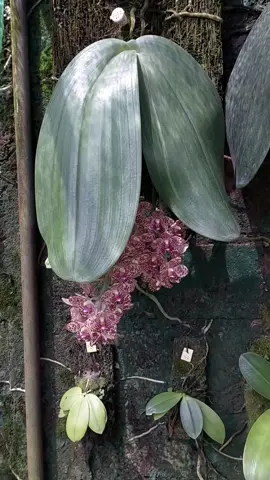 Semakin mempesona dengan mekarmu Phalaenopsis gigantea #penghobbyanggrek #orchidspesiesindonesia #orchids #anggrekku#hobby
