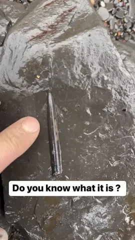 Here’s a perfectly preserved Jurassic Belemnite (Squid-like creature) which we found in loose shale following a rough sea. It had been freshly exposed. Luckily it was in a small enough piece of rock to collect it before the sea destroyed it 🦑🦑 This is the ‘Belemnite Guard’, which was the tough inner part of the belemnite 🏝 The soft tissue rarely preserved properly, however many great examples have been found in other parts of the world 🌎 For more videos, check out my YouTube channel ‘Yorkshire.Fossils’! If anyone would a rock containing a fossil to crack open yourself at home, or an already prepared specimen, please message the page directly or visit our website Yorkshirefossils.NET. Thank you in advance for supporting our page! 🐊 #natural #nature #fossil #fossils #ancient #animals #art #ammonite #fyp #ammonites #dinosaur #scientist  #minerals #paleontology #whitby #geologist #dorset #geology #charmouth #jurassic #yorkshire