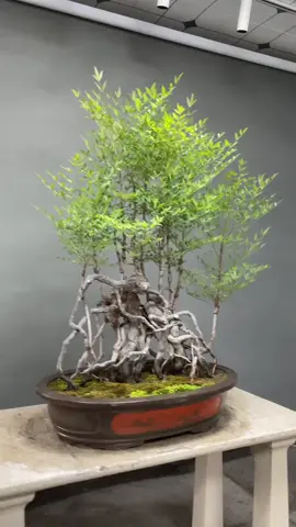 Chia sẻ cả nhà tác phẩm bonsai cụm rừng siêu vip. Mời cả nhà thưởng lãm và cho ý kiến