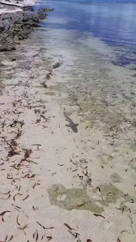 Barracuda attack!            #barracuda 