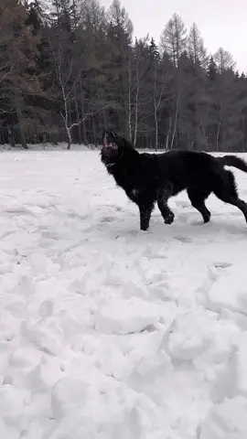 Wie kann man ihn nicht lieben?🥲 #hund #dog #snow #schnee #rottweilermix #dobermannmix #landseermix #neufundländermix  