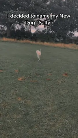 Be careful what you name your dog! #dogs  #Name #funny #Running 