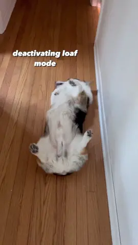 Every day, @graffitithecorgi will do what we like to call a “wall climb”. We think he does it because it stretches his back and legs and makes him feel good 😌.  #corgi #funnydogs #doggosdoingthings #corgilove #fyp 