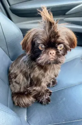 Pep talk….don’t try and ram other dogs out the way #imperialshihtzu #shihtzusoftiktok #peptalktoyourdog #peptalkbranston #branstonwehavearrived #peptalkmotivation #funnyvideos #funnydogvideos #bmw #bmwlife 