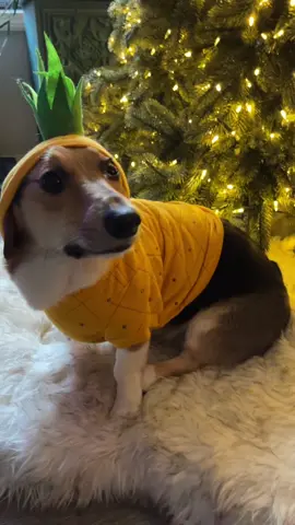 Even with his hoodie on he made you look. #corgisoftiktok #corgipuppy #corgi #corgis #corgination #corgilove #corgilife #pembrokewelshcorgi #pembrokecorgi 