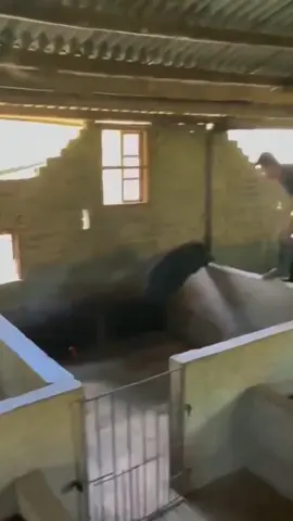 This pig is very flexible and can do parkour #pig#funnypig@tiktok 