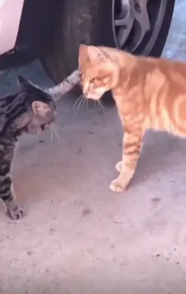 El Gato Pastor no Existe …. #fun #videoscristianos #fypシ #comedia #viralvideo #tiktok #comediacristiana #pastor #gato #jovenescristianos #fyp  
