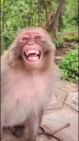 #look,how sweet the monkey laughs#