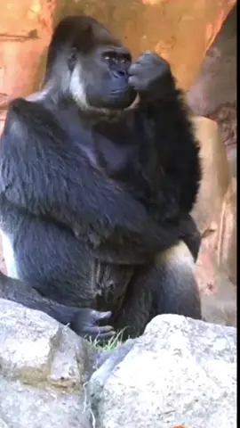 termenung #kingkong#lagu viral