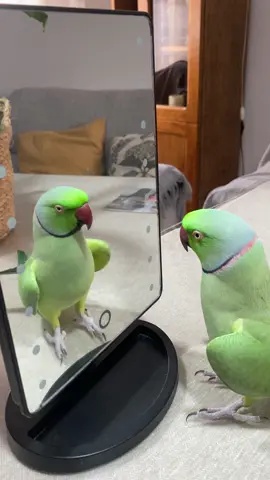 Le encanta su espejito 🥰 #kotorra #kotorras #kotorradekramer #loros #currito #loroshablando #loro #lorosdetiktok #animalsoftiktok #animals 
