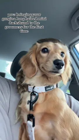 Gorgina bb unlike mom who looks like a drowned rat post OTF #dachshund #dachshundsoftiktok #dogsoftiktok 